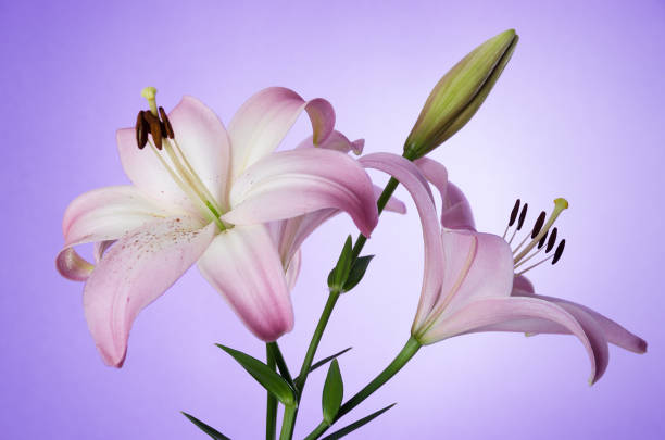 Horizontal studio shot on purple of delicate white lily stem with pink petal tips.