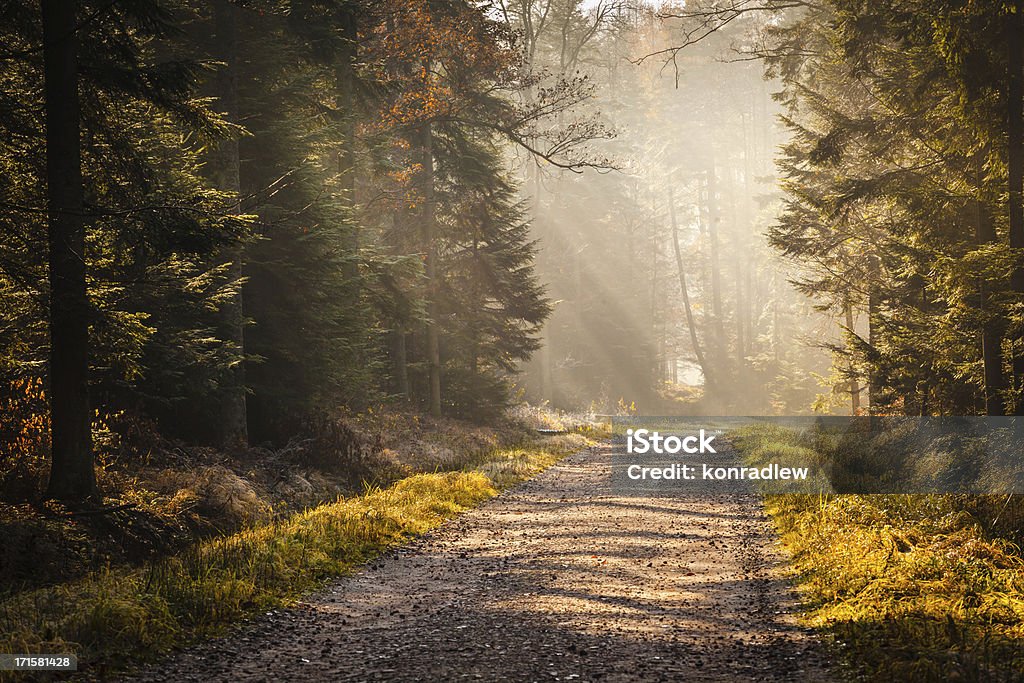 Carretera de campo a través del bosque de niebla otoño - Foto de stock de Vía libre de derechos