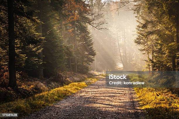 Carretera De Campo A Través Del Bosque De Niebla Otoño Foto de stock y más banco de imágenes de Vía