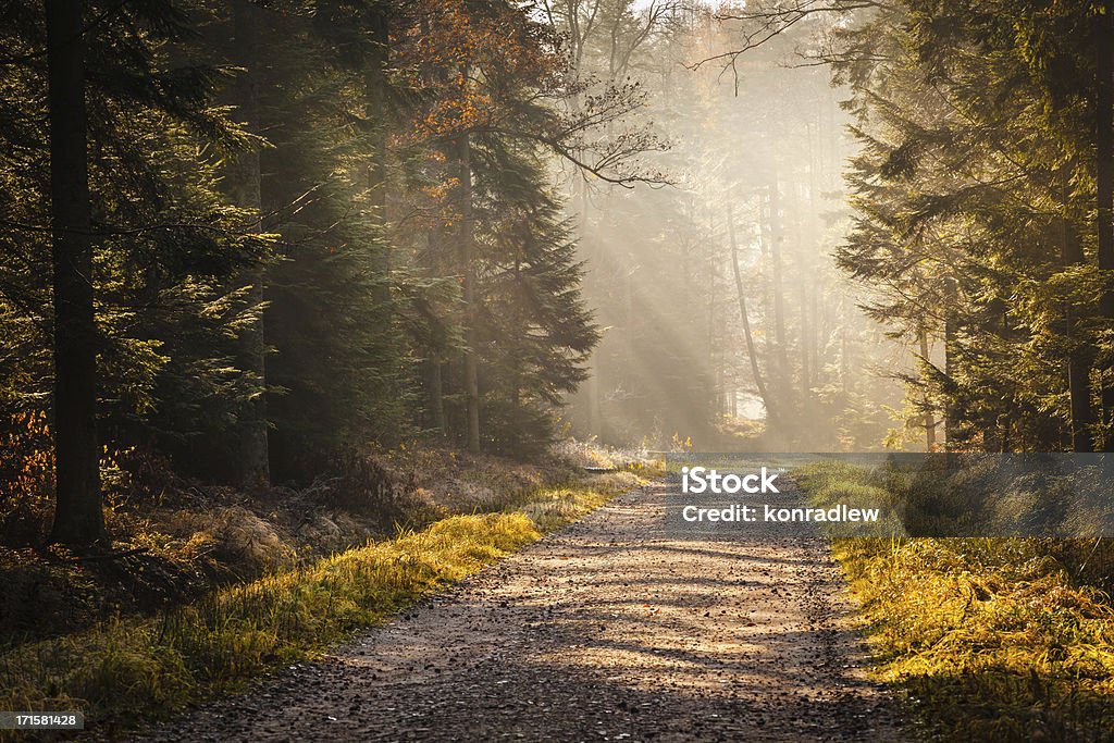 Country Road から、霧にある秋の森 - 道路のロイヤリティフリーストックフォト
