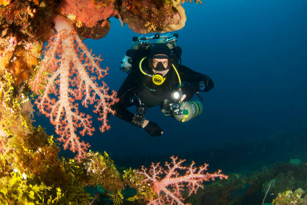 immersioni nella barriera corallina e al relitto e coperto - scuba diving flash foto e immagini stock