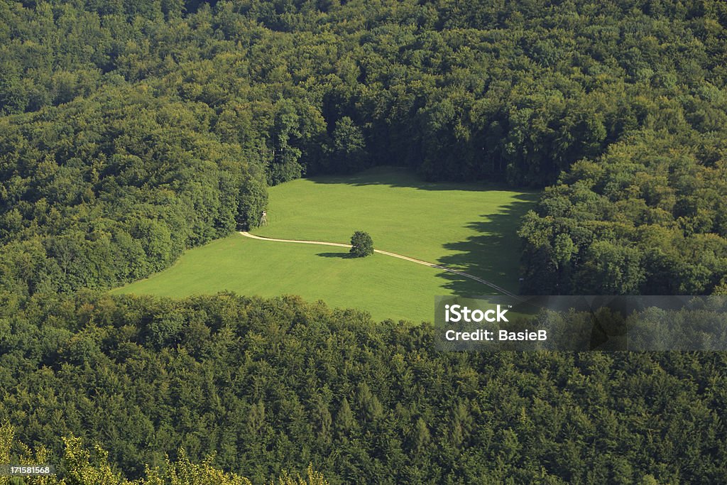 Glade im Wald - Lizenzfrei Lichtung Stock-Foto