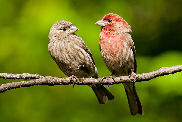 Pair of House Finches in a Tree stock photo