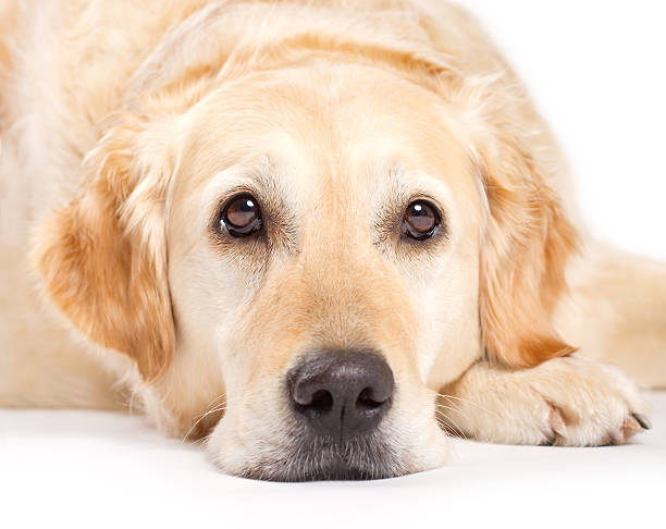 istock Golden Retriever Portrait 171581632