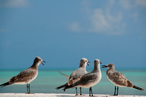 Telephoto image of seabirds in the tropics.