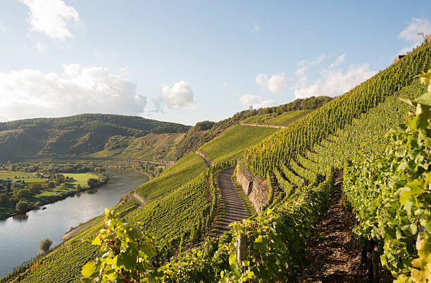 Moselle, Moselle Valley, Marienburg, Puenderich, Zell, Germany Famous Vineyard Marienburg at Puenderich. In the background the railway slope viaduct Puenderich. The longest of this type in Germany. marienburg stock pictures, royalty-free photos & images