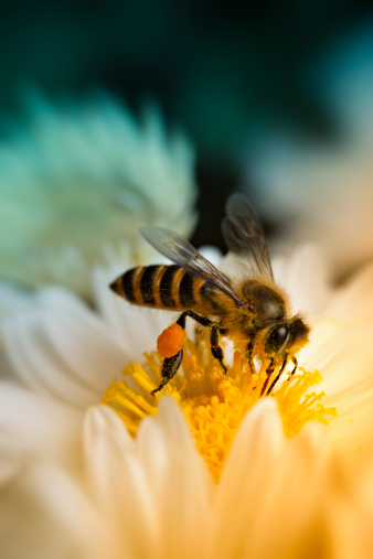 Close-up shot of a honey bee collecting nectar from a yellow and white flower.