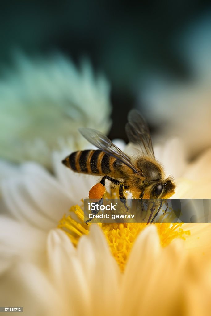 Крупный план на мед пчелы, собирая нектар - Стоковые фото Пчела роялти-фри