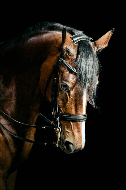 istock Bay Horse Portrait 171581767