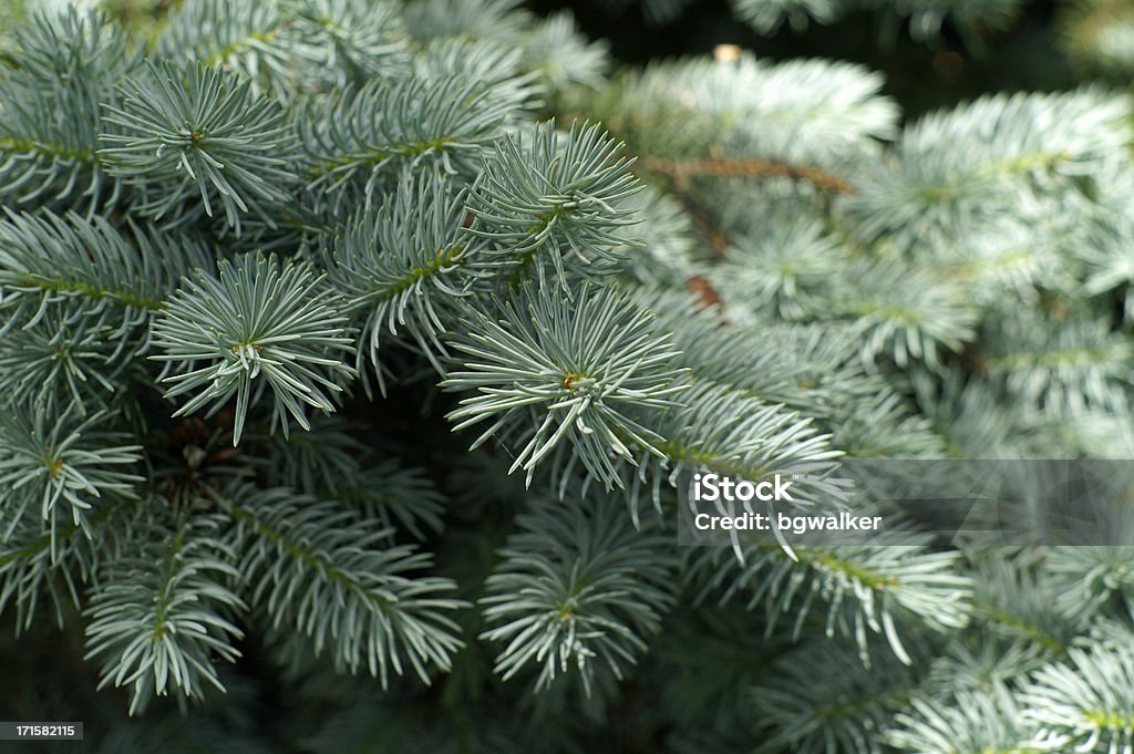 Picea azul - Foto de stock de Picea Azul libre de derechos