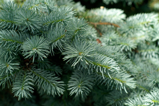Blue Spruce, shallow depth of field