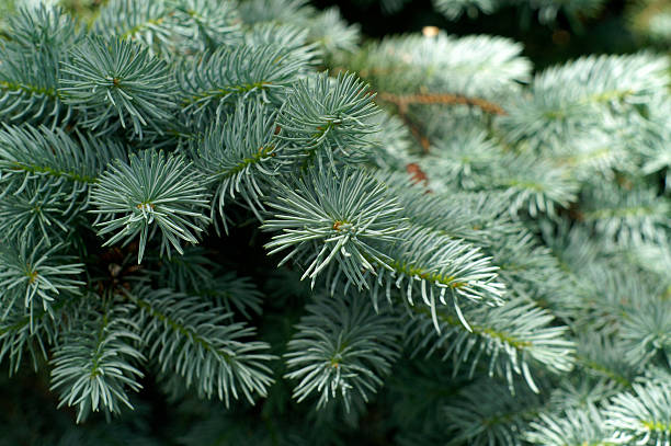 Blue Spruce Blue Spruce, shallow depth of field picea pungens stock pictures, royalty-free photos & images