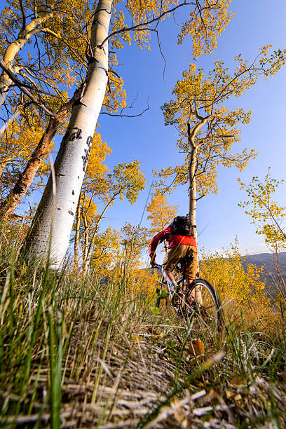 ciclismo de montaña singletrack en bosque de aspen - usa action adventure aspen tree fotografías e imágenes de stock