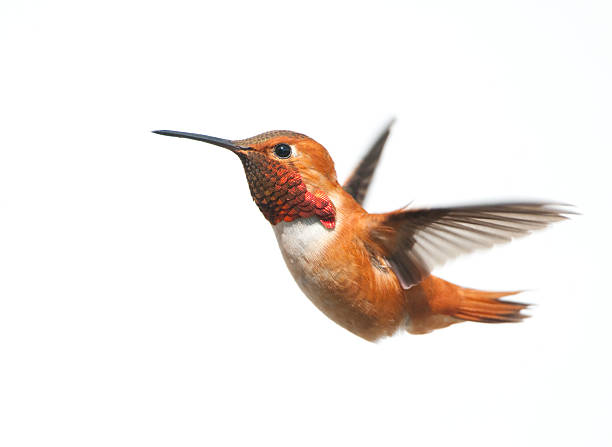 Male rufous Hummingbird flying on a white background stock photo