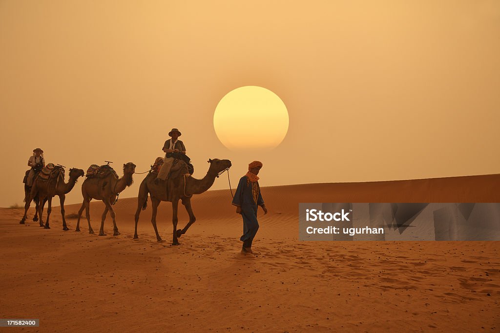 Morocco Camel caravan in the Sahara desert. Morocco Stock Photo