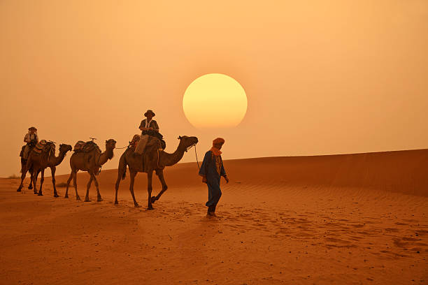 Morocco Camel caravan in the Sahara desert. camel stock pictures, royalty-free photos & images