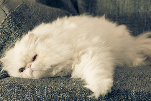 White persian cat on armchair