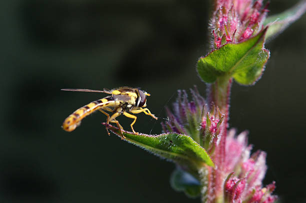 Hoverfly on Lythrum salicaria Hoverfly on Lythrum salicaria.Please see more than 700 insects pictures of my Portfolio.Thank you! lythrum salicaria purple loosestrife stock pictures, royalty-free photos & images