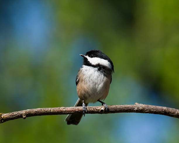 Black Capped Chickadee Perched on a Branch In Western Washington State, the Black Capped Chickadee (Poecile atricapillus) is a year-round resident. The chickadee is bold, gregarious and not a bit shy of humans. Their call is a distinctive chick-a-dee-dee-dee. This chickadee was photographed in Edgewood, Washington State, USA. jeff goulden puyallup washington stock pictures, royalty-free photos & images