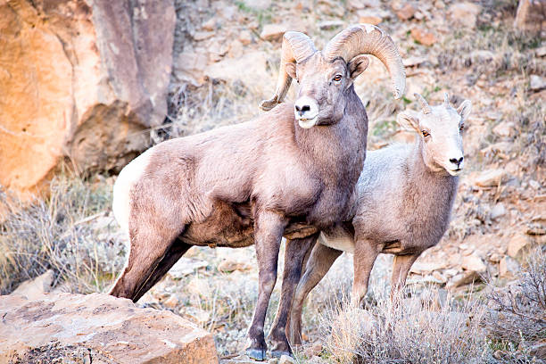 Bighorn Sheep Ram and Ewe in the Utah Desert