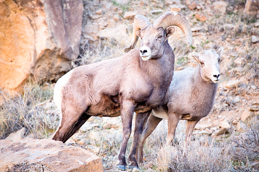 Bighorn Sheep Ram and Ewe in the Utah Desert