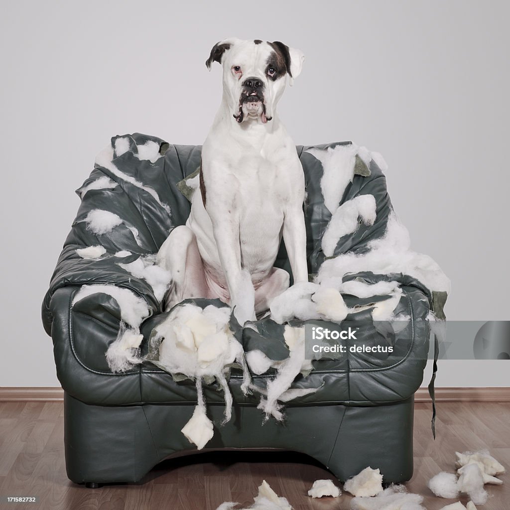 Boxer dog destroys leather chair White Boxer dog destroys leather chair. Dog Stock Photo