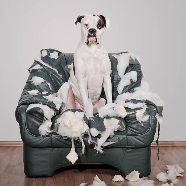Boxer dog destroys leather chair stock photo