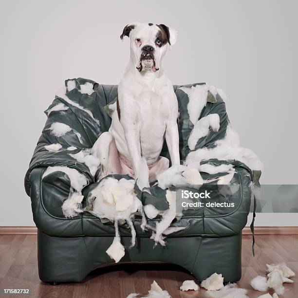Boxer Dog Destroys Leather Chair Stock Photo - Download Image Now - Dog, Demolished, Destruction