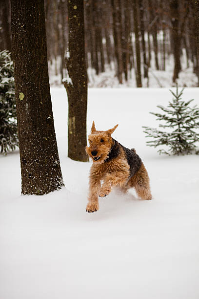 istock Airedale terrier dog run in snow 171582847