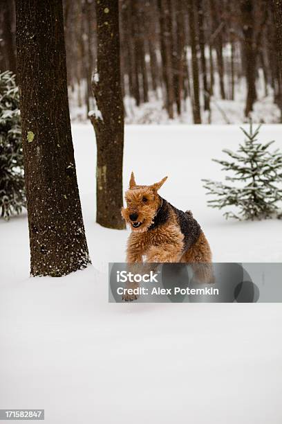 Foto de Terrier Airedale Cão Correr Na Neve e mais fotos de stock de Cão - Cão, Terrier Airedale, Animal