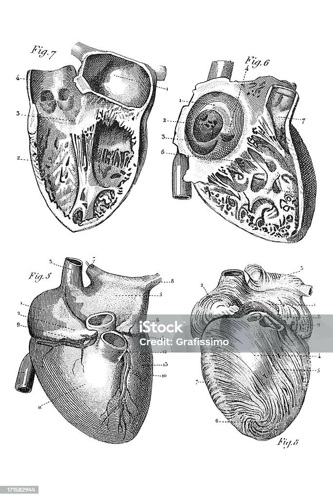 彫り込み人間の心臓 1851 - 木版画のロイヤリティフリーストックイラストレーション