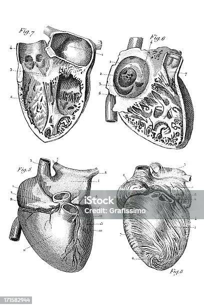 彫り込み人間の心臓 1851 - 木版画のベクターアート素材や画像を多数ご用意 - 木版画, 18世紀, 18世紀のスタイル