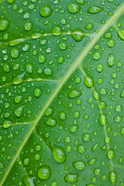 istock Droplets of water cover a leaf's surface after heavy rain. 171583024
