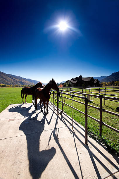 istock horse sunshine silhouette 171583411