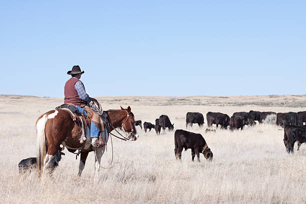 kowboj zaganiać zwierzęta z angus cattle na otwarte zakres - rein saddle cowboy hat hat zdjęcia i obrazy z banku zdjęć