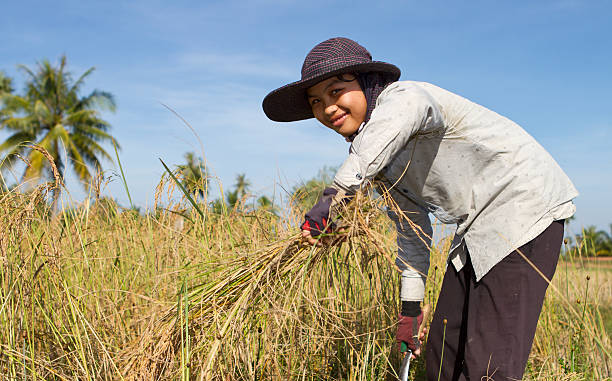 jovem mulher colher o arroz paddy - developing countries farmer rice paddy asia imagens e fotografias de stock