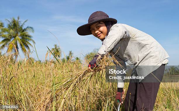 Молодая Женщина Собирать Урожай В Рисовое Поле — стоковые фотографии и другие картинки Камбоджа - Камбоджа, Фермер, Рис - Зерновые