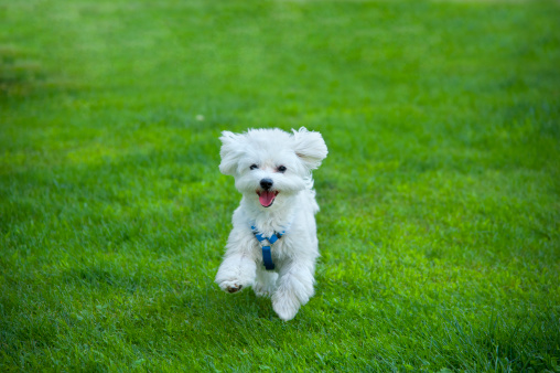 Bichon Maltese Young happy and content running in the park.