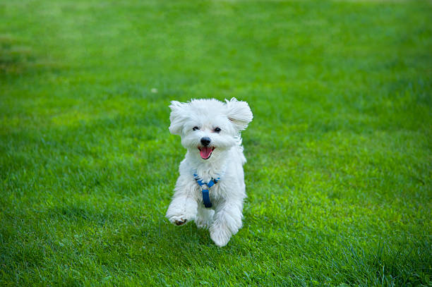 Happy Bichon Maltese Young happy and content running in the park. maltese dog stock pictures, royalty-free photos & images