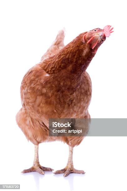 Marrom Hen - Fotografias de stock e mais imagens de Galinha - Ave doméstica - Galinha - Ave doméstica, Figura para recortar, Exercitar