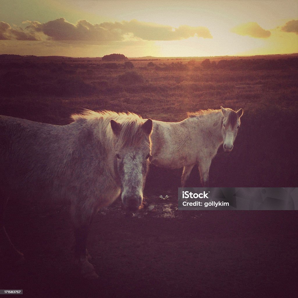 Chevaux sauvages paissent dans la New Forest dans le Hampshire, en Angleterre - Photo de Angleterre libre de droits