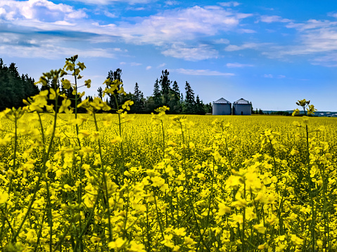 A field of bright yellow canola/rapeseed plants (Brassica napus.)  There are two identical grain bins in the background. There are evergreen trees lining the field. It is a sunny day with high clouds.