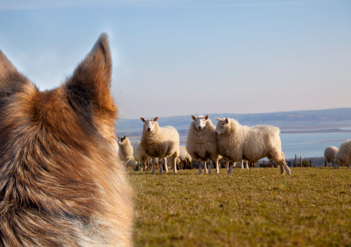 german shepherd dog watching sheep which are looking worried.