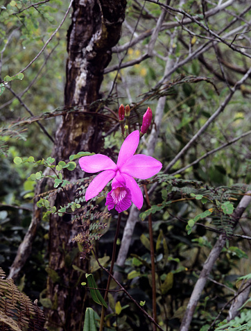 Orchid in the wild.