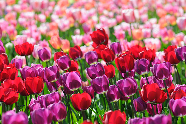campo di tulipani viola rosso in controluce - star tulip foto e immagini stock