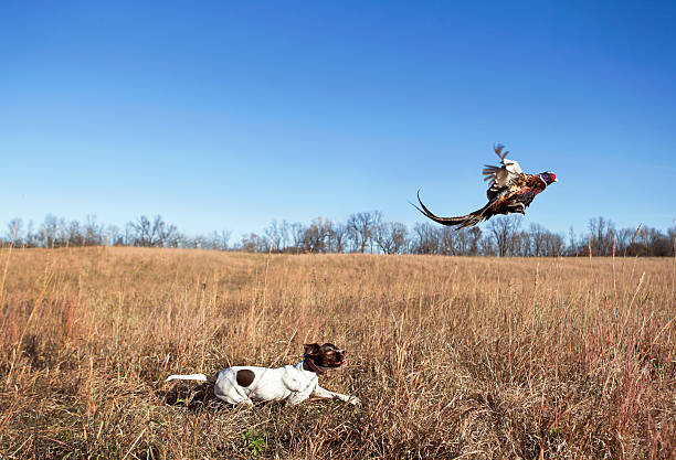chien de chasse avec coq faisan flushing de grass field. - pheasant hunting feather game shooting photos et images de collection