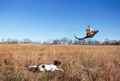 Hunting Dog With Rooster Pheasant Flushing Out of Grass Field.