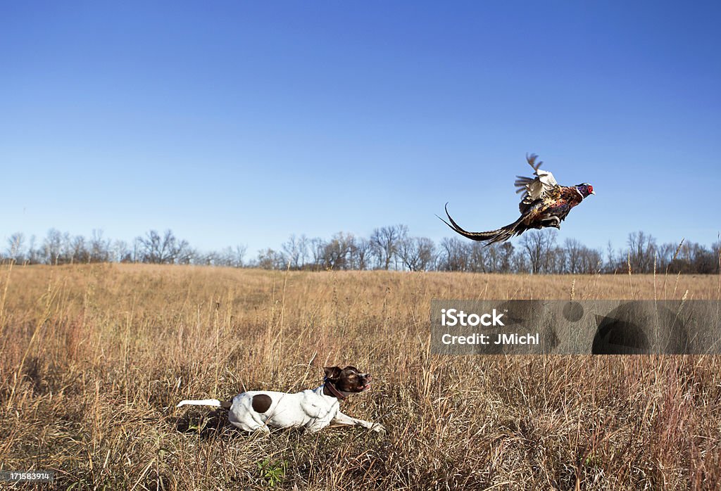 Pies myśliwski z Rooster Bażant przepłukiwania na trawie pola. - Zbiór zdjęć royalty-free (Bażant - Ptak łowny)
