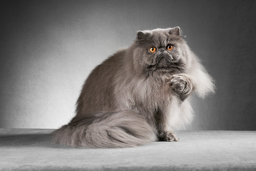 Blue persian cat sitting and lifting paw. Studio shot.