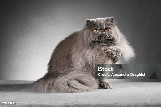 Blue Persian Cat Lifting Paw Stock Photo - Download Image Now - Persian Cat, Domestic Cat, Fluffy